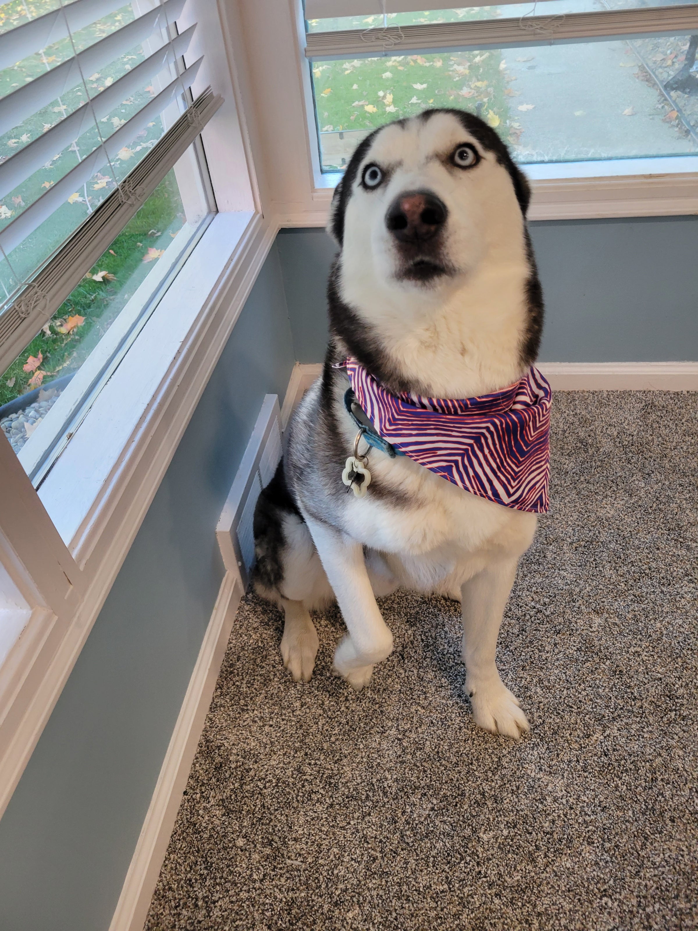 Buffalo Zubaz Dog Bandana